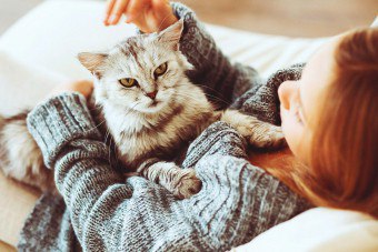 Hogyan lehet nyugodt a macska tippeket