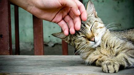 Hogyan lehet nyugodt a macska ideges