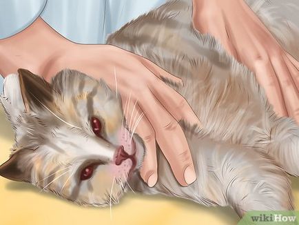Hogyan jelenlétének megállapítása férgek macskák
