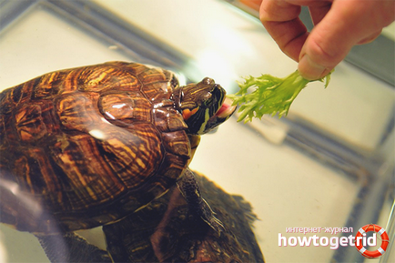 Hogyan törődik vízi teknősök otthon