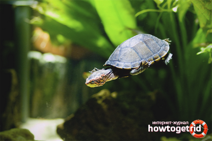 Hogyan törődik vízi teknősök otthon