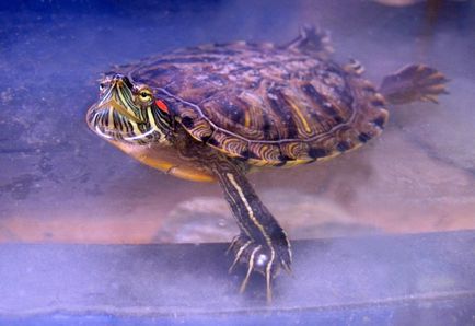 Hogyan törődik a víz teknős