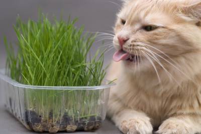 Milyen fű evés macska