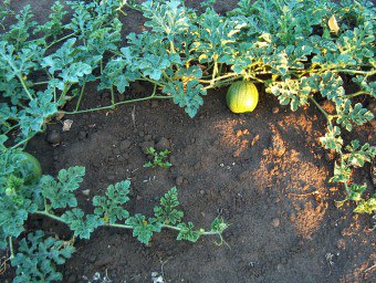 Hogyan növekszik a görögdinnye - előállítására palánták és agrotechnika