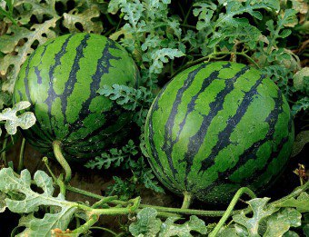 Hogyan növekszik a görögdinnye - előállítására palánták és agrotechnika