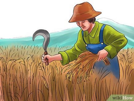 Hogyan növekszik rizs