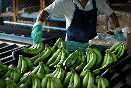Hogyan növekszik, és összegyűjti a banán - hírek képekben