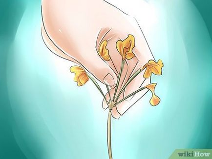 Hogyan növekszik Rhododendron