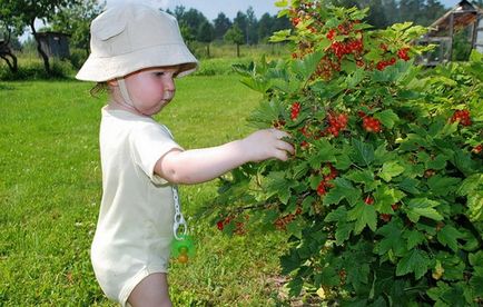 Hogyan növekszik ribizli, válasszuk ültetési anyagok biztosítása