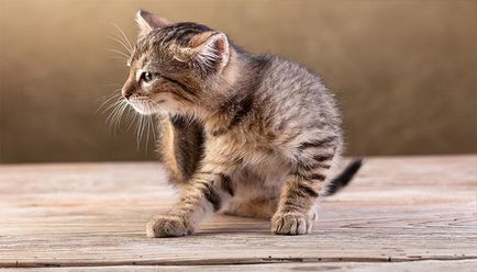 Hogyan hozzuk bolhák a macska, mint szállít (mosni, kend, fű, fogantyú) állati és teljesen