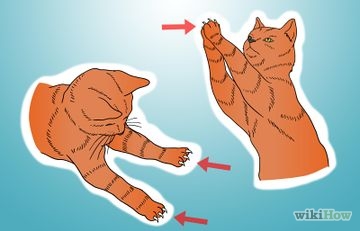 Hogyan törődik macska