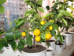 Calamondin vagy tsitrofortunella (home mandarin), az átültetést, ellátás és a reprodukció az otthoni