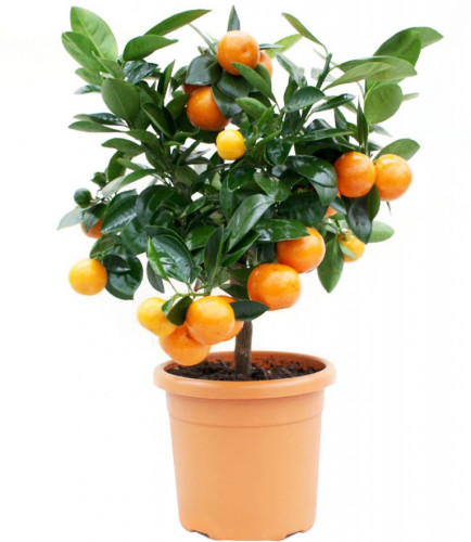 Calamondin vagy tsitrofortunella (home mandarin), az átültetést, ellátás és a reprodukció az otthoni