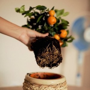 Calamondin vagy tsitrofortunella (home mandarin), az átültetést, ellátás és a reprodukció az otthoni