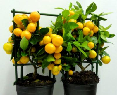 Calamondin Citrus ápolási otthon, az átültetést és a műtrágya