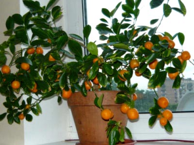 Calamondin Citrus ápolási otthon, az átültetést és a műtrágya