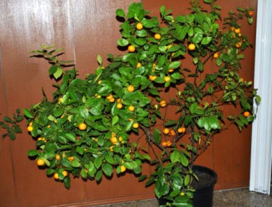 Calamondin Citrus ápolási otthon, az átültetést és a műtrágya