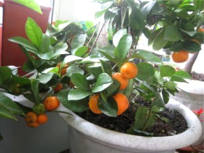 Calamondin Citrus ápolási otthon, az átültetést és a műtrágya