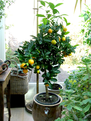 Calamondin otthoni gondozást (transzfer, szaporodás)