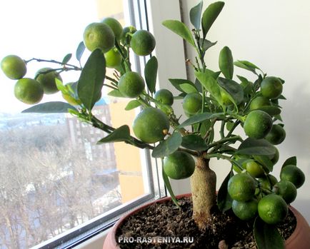 Calamondin otthoni gondozást (transzfer, szaporodás)