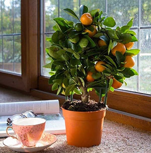 Calamondin - termesztés, gondozás és transzplantációs otthon, ha lehet enni a gyümölcsöt a citrusfélék, video