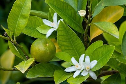 Calamondin - termesztés, gondozás és transzplantációs otthon, ha lehet enni a gyümölcsöt a citrusfélék, video