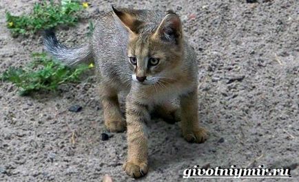 dzsungel macska