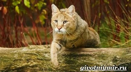 dzsungel macska