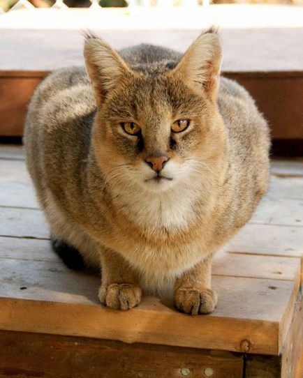 Jungle cat (12 fotó) hogy lehetséges-e tartani a házat videó leírása - murkote körülbelül macskák és macskák