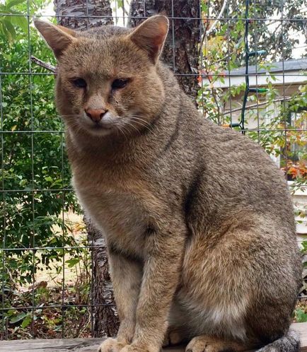 Jungle cat (12 fotó) hogy lehetséges-e tartani a házat videó leírása - murkote körülbelül macskák és macskák