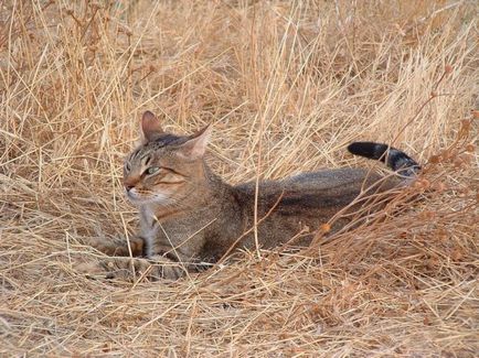 Jungle cat (12 fotó) hogy lehetséges-e tartani a házat videó leírása - murkote körülbelül macskák és macskák