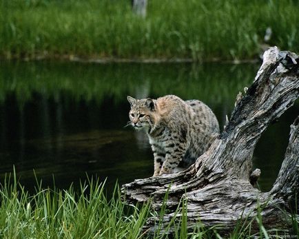 Jungle macska fotók, árak, fajta leírás, videó