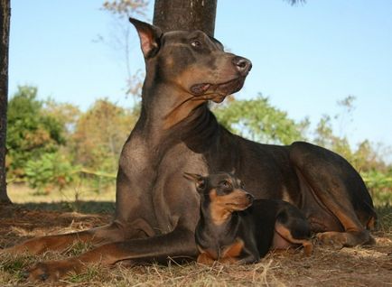 Miniature Pinscher fotó, ár, fajta leírás, képességgel, video - én watchdog