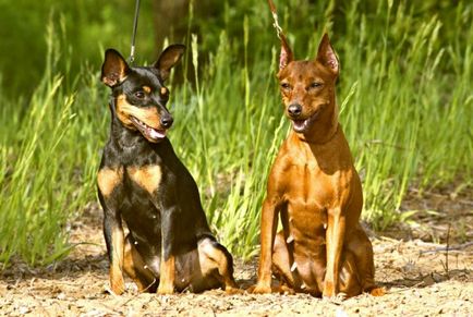 Miniature Pinscher fotó, ár, fajta leírás, képességgel, video - én watchdog