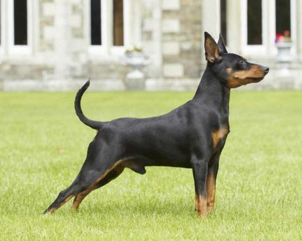 Miniature Pinscher fotó, ár, fajta leírás, képességgel, video - én watchdog