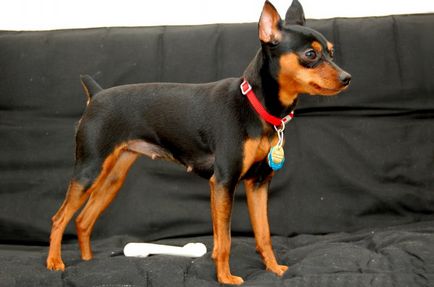 Miniature Pinscher fotó, ár, fajta leírás, képességgel, video - én watchdog