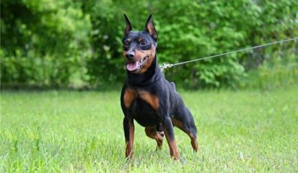 Doberman Pinscher (zwergpinschers)