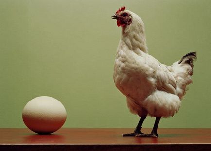 Miért álom álom könyv csirke, élő, halott, lásd tojás, fehér, etetni a csirkéket, ami azt jelenti,
