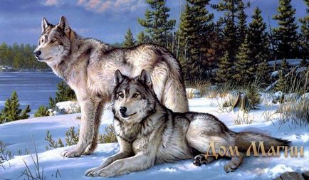 Miért álom farkas álom könyv - az álomfejtés farkasokról
