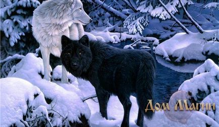 Miért álom farkas álom könyv - az álomfejtés farkasokról