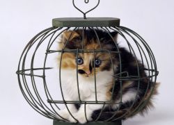 Cage macskáknak