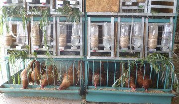 Ketrecek csirkék saját kezűleg - gyorsan, olcsón és kényelmesen