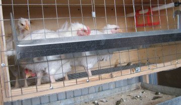 Ketrecek csirkék saját kezűleg - gyorsan, olcsón és kényelmesen