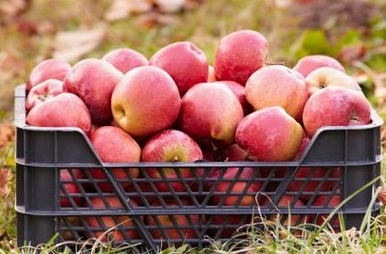 Mikor és hogyan kell a betakarítás alma és körte a kertben ()