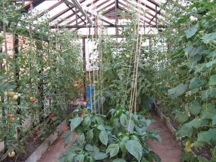 Amikor növényi paprika és paradicsom üvegházban paradicsom lehet egy növényi üvegházban padlizsán, leszállás