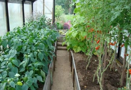 Amikor növényi paprika és paradicsom melegházban lehet oldjuk üvegházban, paradicsom és padlizsán növény