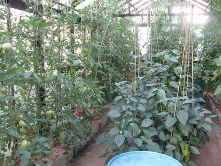Amikor növényi paprika és paradicsom melegházban lehet oldjuk üvegházban, paradicsom és padlizsán növény