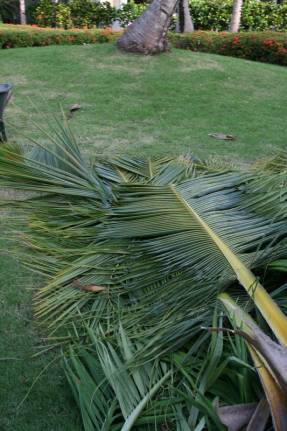Coconut fa - ázsiai élet fája
