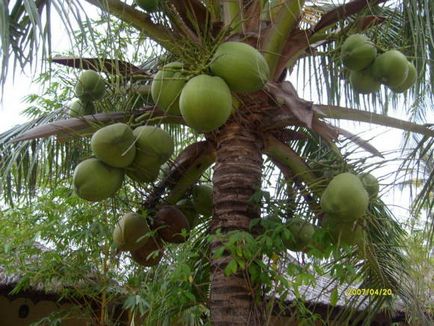 Coconut fa - ázsiai élet fája