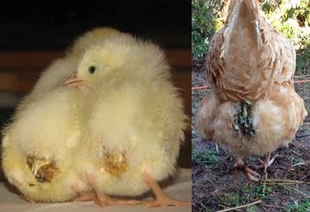 Kokcidiózis csirkék és más madarak - Tünetek, kezelése és megelőzése